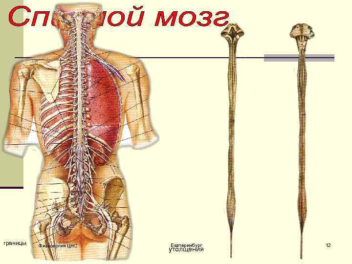 границы Физиология ЦНС Екатеринбург утолщения 12 