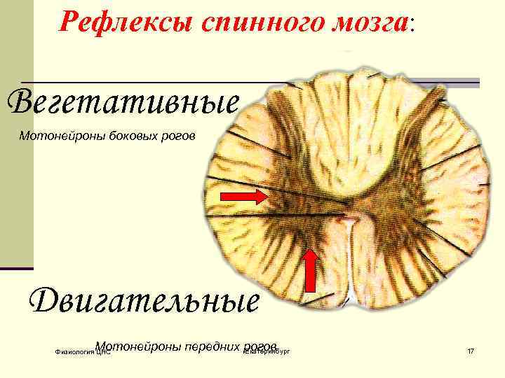 Рога спинного мозга. Вегетативные рефлексы спинного мозга. Передний Рог спинного мозга. Мотонейроны спинного мозга. Вегетативные рога спинного мозга.