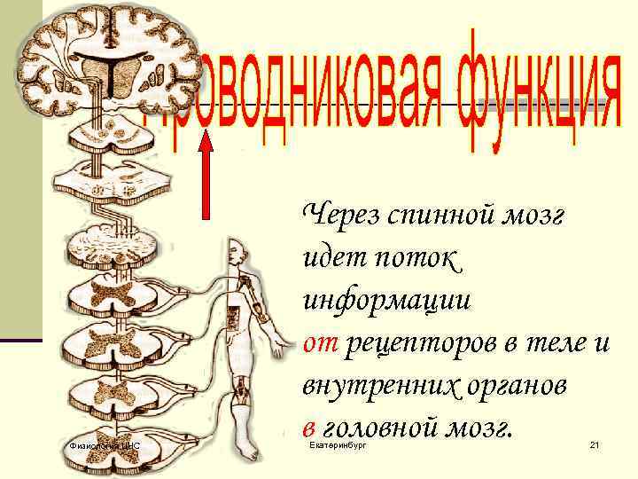 Физиология ЦНС Через спинной мозг идет поток информации от рецепторов в теле и внутренних