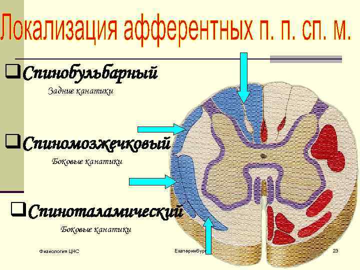 q. Спинобульбарный Задние канатики q. Спиномозжечковый Боковые канатики q. Спиноталамический Боковые канатики Физиология ЦНС