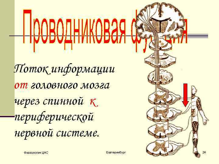 Поток информации от головного мозга через спинной к периферической нервной системе. Физиология ЦНС Екатеринбург