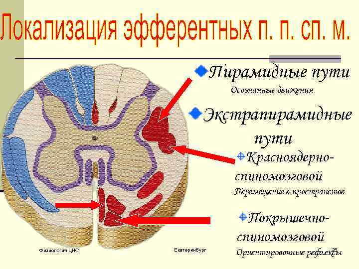 Пирамидные пути Осознанные движения Экстрапирамидные пути Красноядерноспиномозговой Перемещение в пространстве Покрышечноспиномозговой Физиология ЦНС Екатеринбург