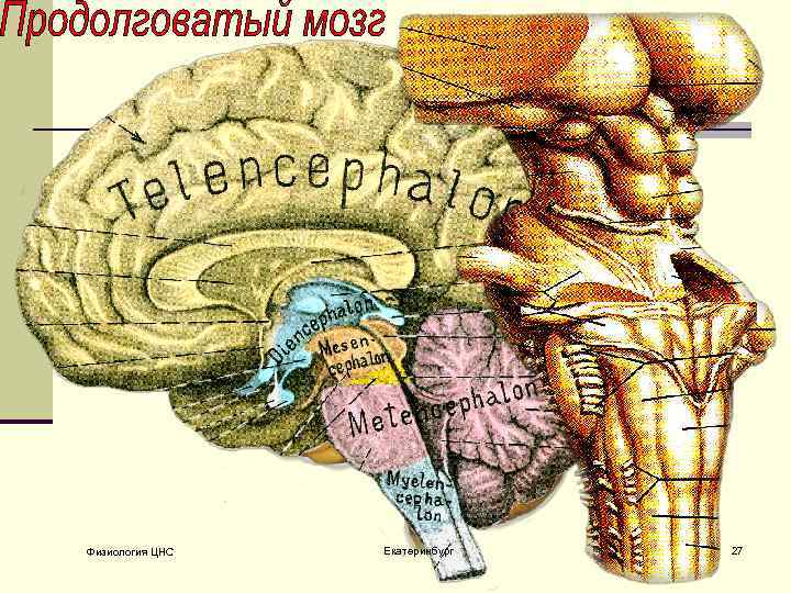 Физиология ЦНС Екатеринбург 27 