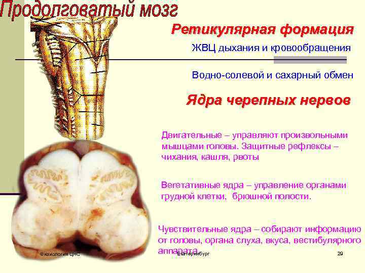 Ретикулярная формация ЖВЦ дыхания и кровообращения Водно-солевой и сахарный обмен Ядра черепных нервов Двигательные