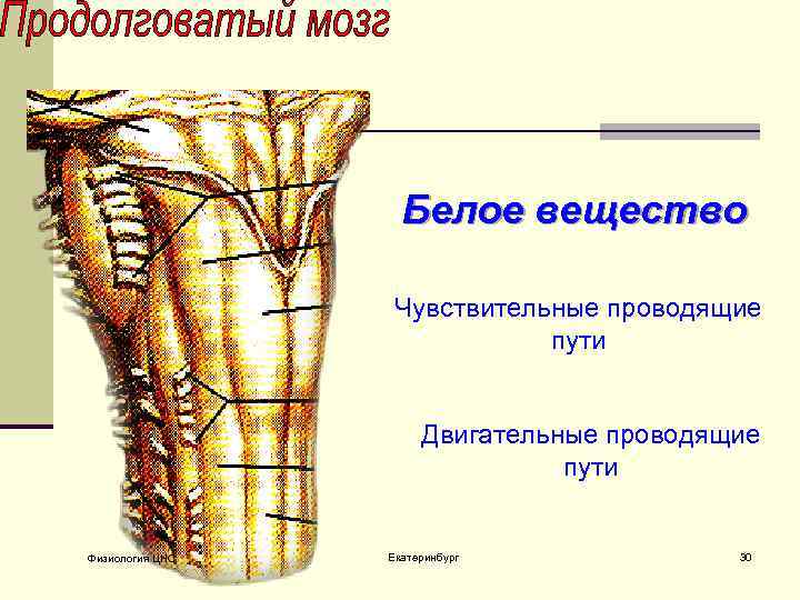 Белое вещество Чувствительные проводящие пути Двигательные проводящие пути Физиология ЦНС Екатеринбург 30 