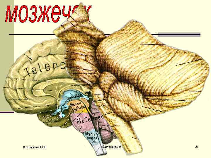 Физиология ЦНС Екатеринбург 31 
