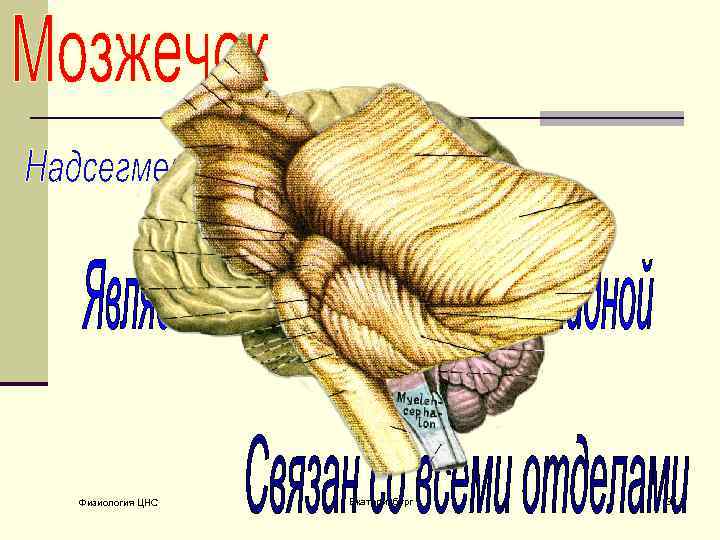 Физиология ЦНС Екатеринбург 32 