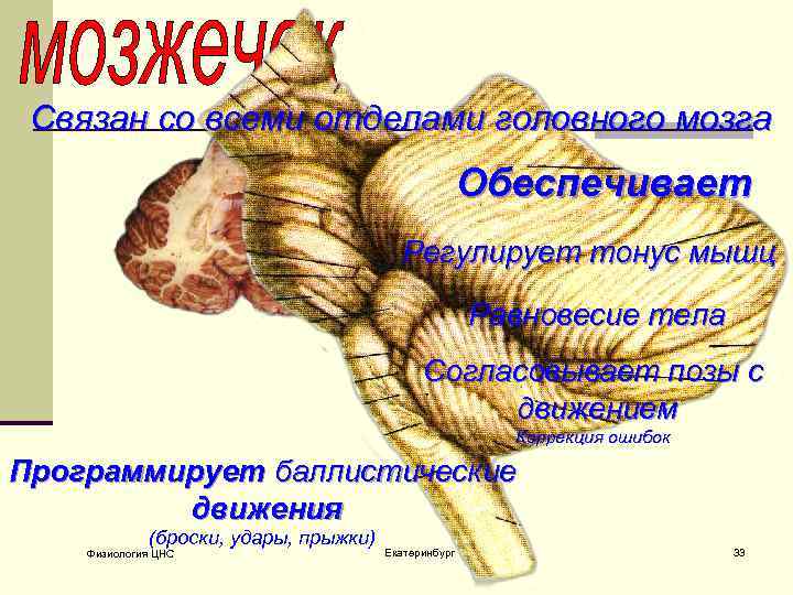 Связан со всеми отделами головного мозга Обеспечивает Регулирует тонус мышц Равновесие тела Согласовывает позы