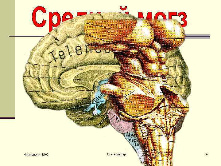 Физиология ЦНС Екатеринбург 34 