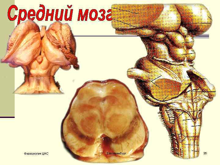 Физиология ЦНС Екатеринбург 35 