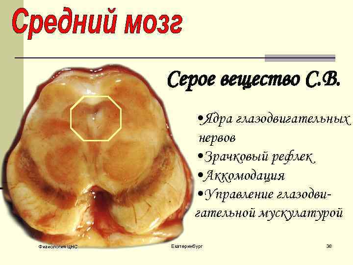 Серое вещество С. В. • Ядра глазодвигательных нервов • Зрачковый рефлек • Аккомодация •