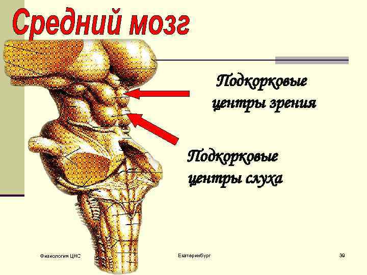 Подкорковый центр слуха находится