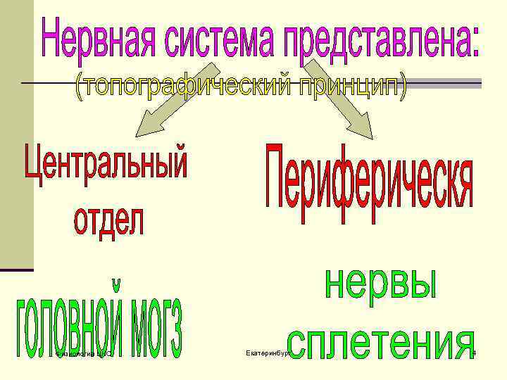 Физиология ЦНС Екатеринбург 4 