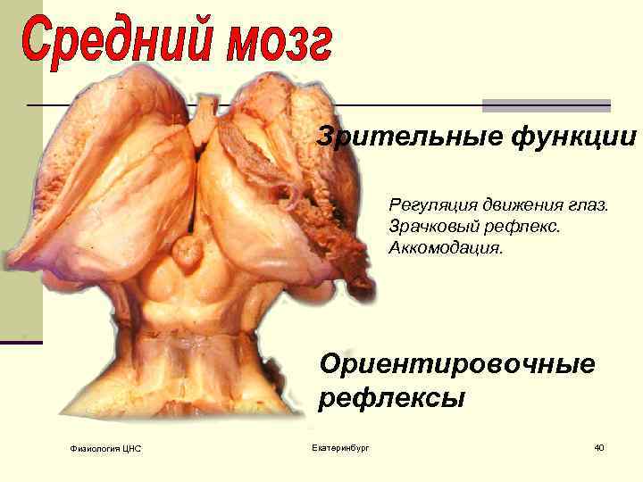 Зрительные функции Регуляция движения глаз. Зрачковый рефлекс. Аккомодация. Ориентировочные рефлексы Физиология ЦНС Екатеринбург 40