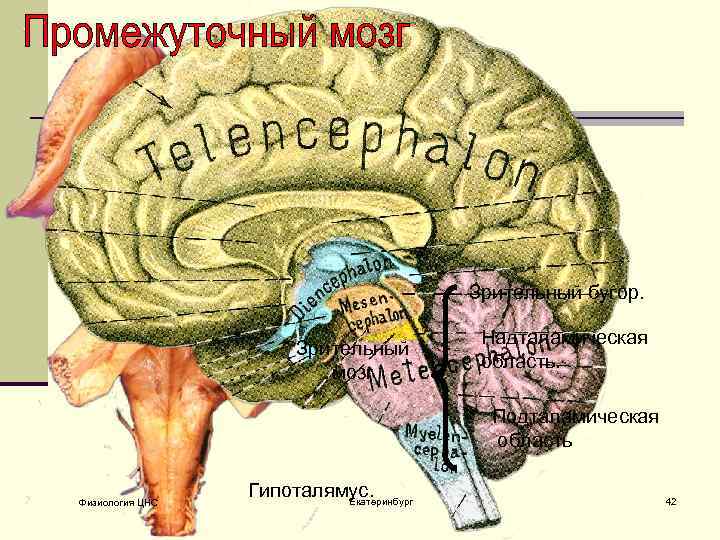 Зрительный мозг. Подталамическая область. Структуры подталамической области. Собственно подталамическая область. Подталамическая область мозга.