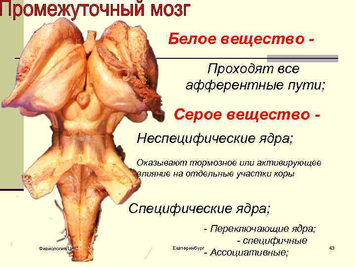 Обмен веществ промежуточный мозг. Промежуточный мозг серое и белое вещество. Ядра серого вещества промежуточного мозга. Серое вещество промежуточного мозга. Промежуточный мозг серое вещество функции.