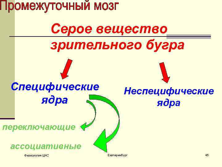 Серое вещество зрительного бугра Специфические ядра Неспецифические ядра переключающие ассоциативные Физиология ЦНС Екатеринбург 45