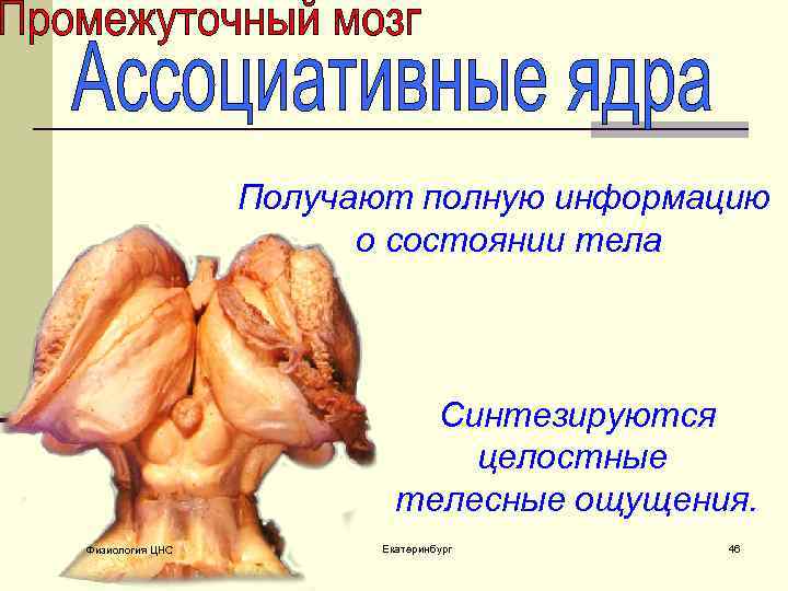 Получают полную информацию о состоянии тела Синтезируются целостные телесные ощущения. Физиология ЦНС Екатеринбург 46