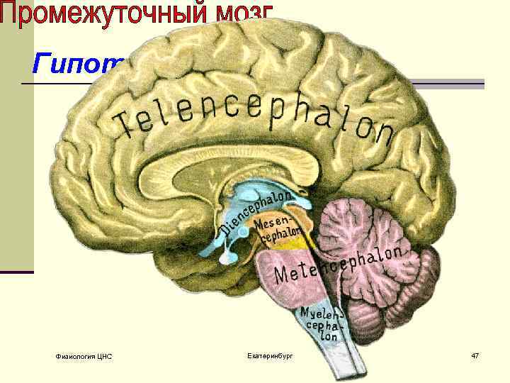Гипоталямус Физиология ЦНС Екатеринбург 47 