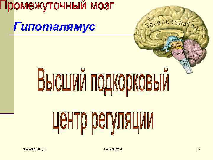 Гипоталямус Физиология ЦНС Екатеринбург 49 
