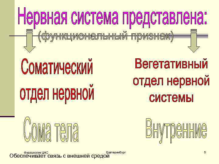 Физиология ЦНС Екатеринбург Обеспечивает связь с внешней средой 5 