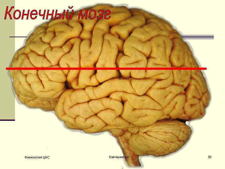 Физиология ЦНС Екатеринбург 52 
