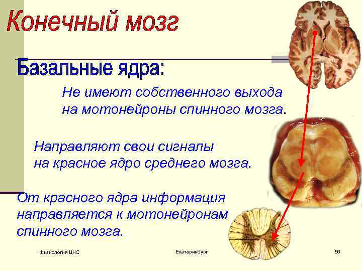 Красное ядро. Функции красного ядра среднего мозга. Красное ядро среднего мозга. Базальные ядра спинного мозга. Базальные ядра среднего мозга.