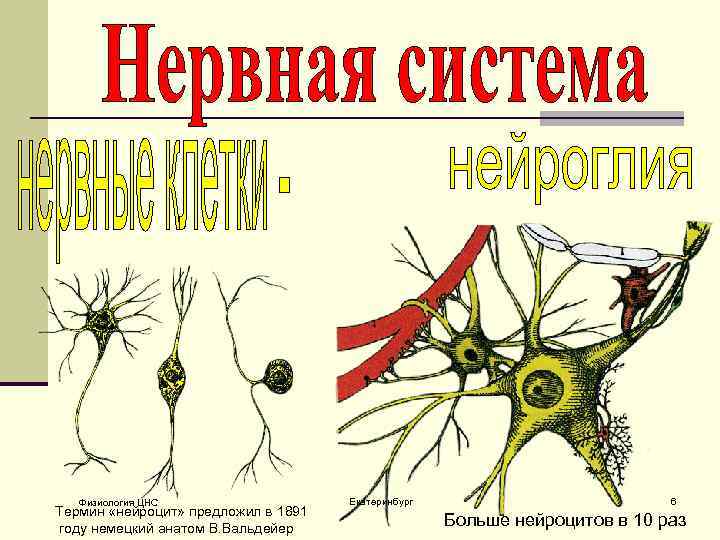 Физиология ЦНС Термин «нейроцит» предложил в 1891 году немецкий анатом В. Вальдейер Екатеринбург 6