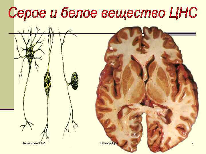 Физиология ЦНС Екатеринбург 7 