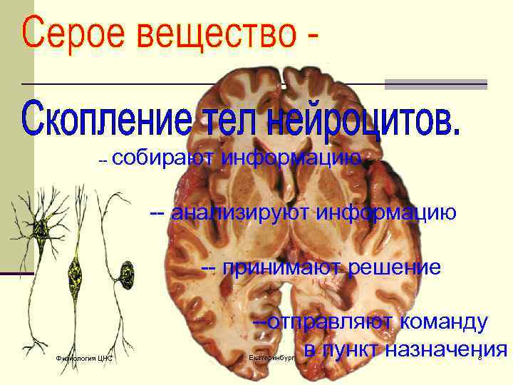 -- собирают информацию -- анализируют информацию -- принимают решение Физиология ЦНС --отправляют команду в