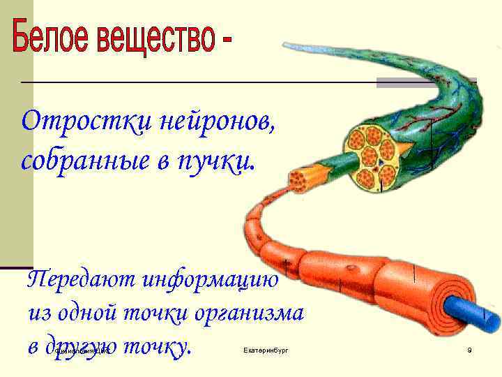 Отростки нейронов, собранные в пучки. Передают информацию из одной точки организма в другую точку.
