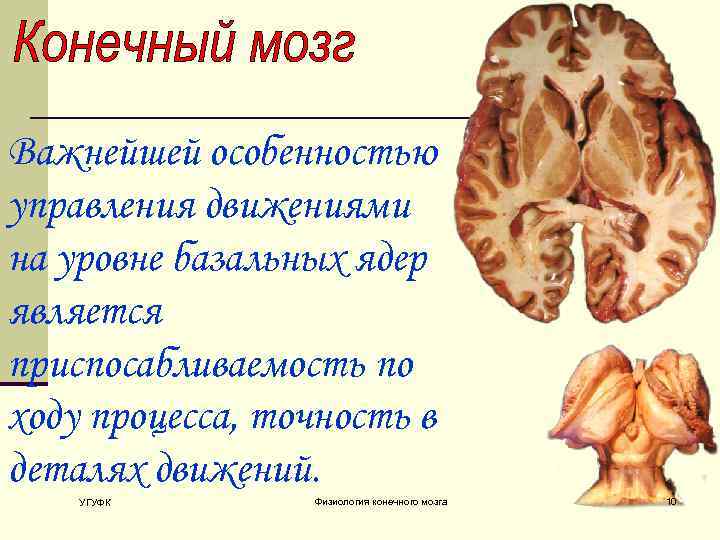 Важнейшей особенностью управления движениями на уровне базальных ядер является приспосабливаемость по ходу процесса, точность