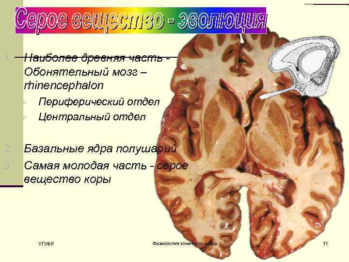 1. Наиболее древняя часть Обонятельный мозг – rhinencephalon Ø Ø Периферический отдел Центральный отдел