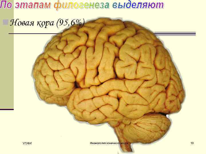 n Новая кора (95, 6%) УГУФК Физиология конечного мозга 13 