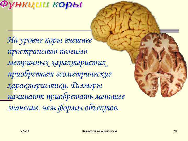 На уровне коры внешнее пространство помимо метричных характеристик приобретает геометрические характеристики. Размеры начинают приобретать
