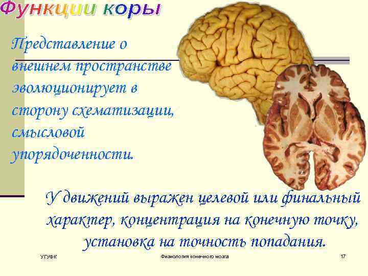 Представление о внешнем пространстве эволюционирует в сторону схематизации, смысловой упорядоченности. У движений выражен целевой