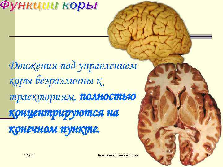 Движения под управлением коры безразличны к траекториям, полностью концентрируются на конечном пункте. УГУФК Физиология
