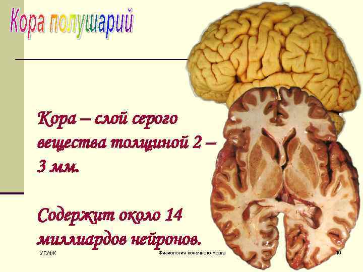 Кора – слой серого вещества толщиной 2 – 3 мм. Содержит около 14 миллиардов