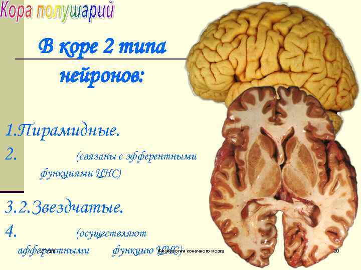 В коре 2 типа нейронов: 1. Пирамидные. 2. (связаны с эфферентными функциями ЦНС) 3.