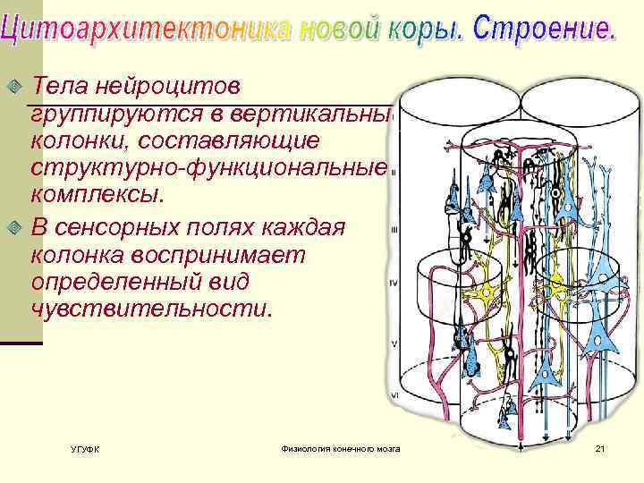 Тела нейроцитов группируются в вертикальные колонки, составляющие структурно-функциональные комплексы. В сенсорных полях каждая колонка