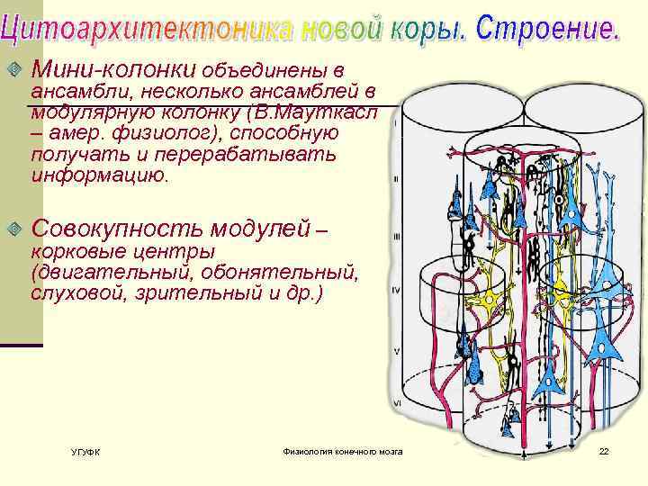 Мини-колонки объединены в ансамбли, несколько ансамблей в модулярную колонку (В. Мауткасл – амер. физиолог),