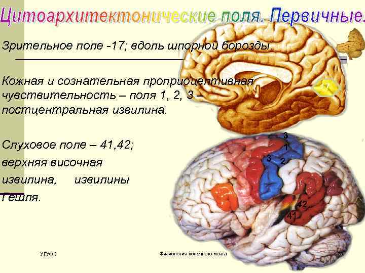 Зрительное поле -17; вдоль шпорной борозды. Кожная и сознательная проприоцептивная чувствительность – поля 1,