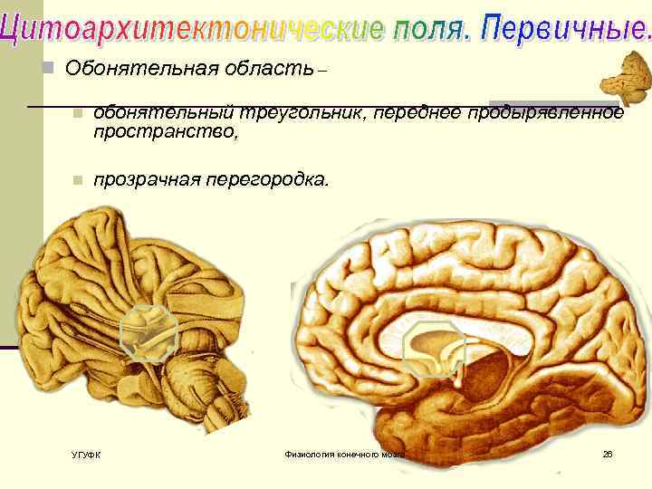 n Обонятельная область – n обонятельный треугольник, переднее продырявленное пространство, n прозрачная перегородка. УГУФК