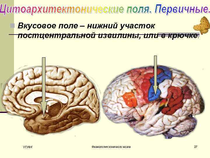 n Вкусовое поле – нижний участок постцентральной извилины, или в крючке. УГУФК Физиология конечного