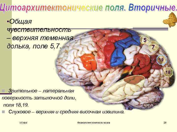  • Общая чувствительность – верхняя теменная долька, поле 5, 7. 5 7 19