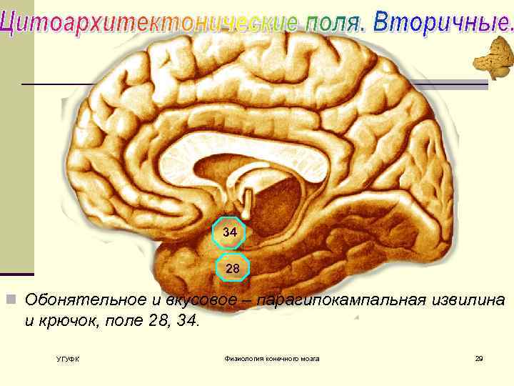 34 28 n Обонятельное и вкусовое – парагипокампальная извилина и крючок, поле 28, 34.
