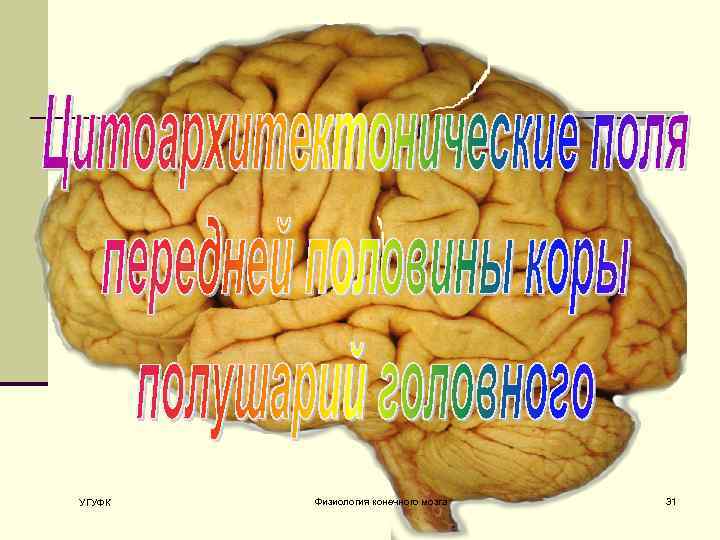 УГУФК Физиология конечного мозга 31 