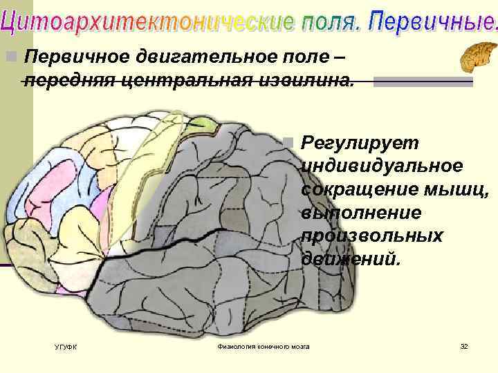 n Первичное двигательное поле – передняя центральная извилина. n Регулирует индивидуальное сокращение мышц, выполнение