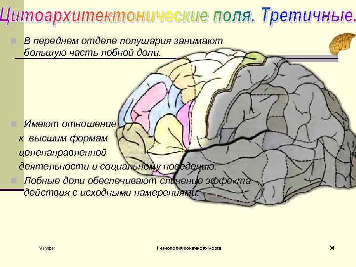 n В переднем отделе полушария занимают большую часть лобной доли. n Имеют отношение к