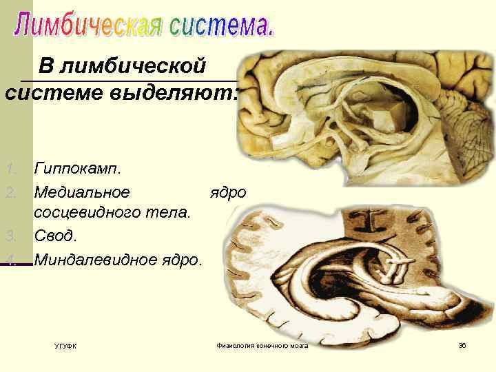 В лимбической системе выделяют: Гиппокамп. 2. Медиальное ядро сосцевидного тела. 3. Свод. 4. Миндалевидное